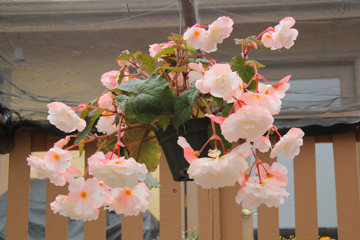 B. ‘Crystal Cascade’